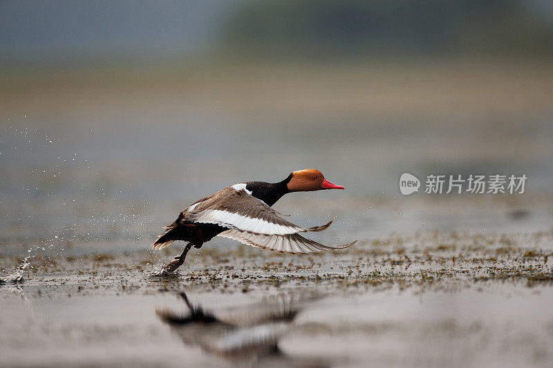 成年雄性红头潜鸭(Netta rufina)